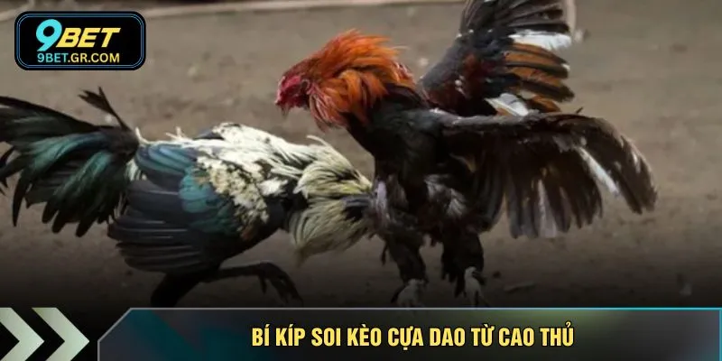 Bí kíp soi kèo cựa dao từ cao thủ