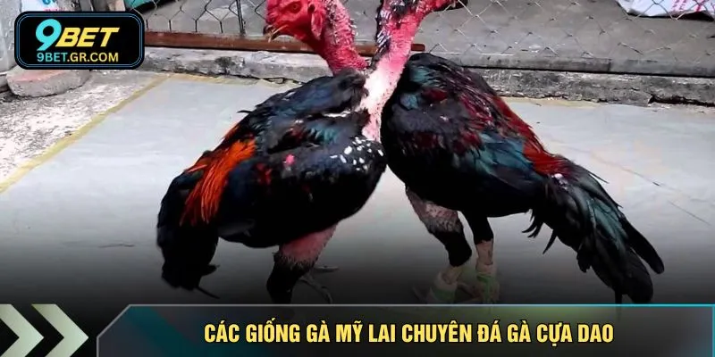 Các giống gà Mỹ lai chuyên đá gà cựa dao