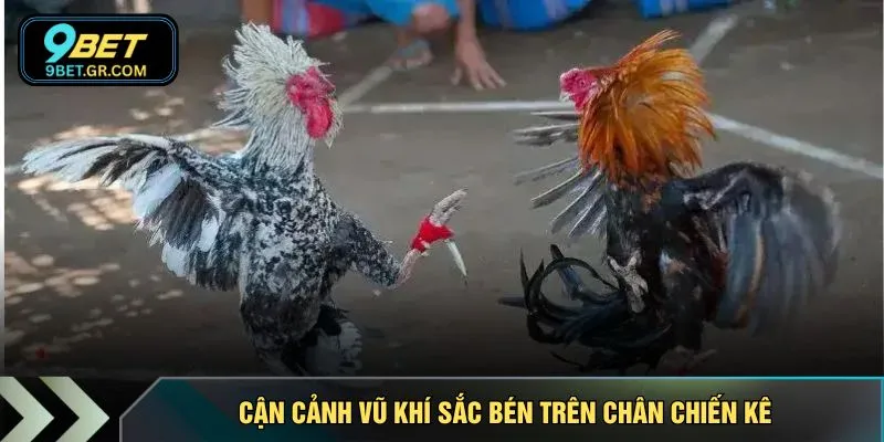 Cận cảnh vũ khí sắc bén trên chân chiến kê