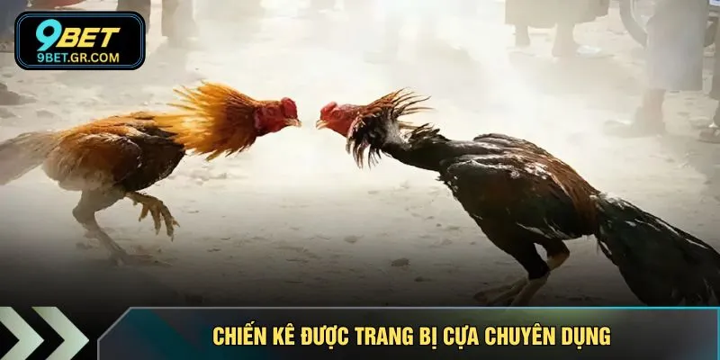 Chiến kê được trang bị cựa chuyên dụng