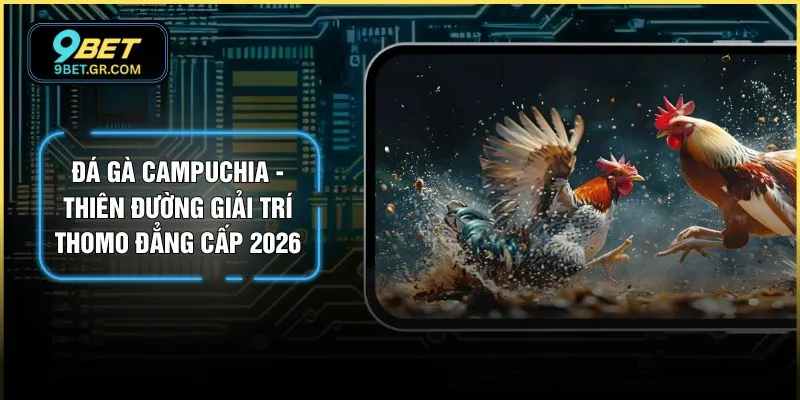 Đá Gà Campuchia - Thiên Đường Giải Trí Thomo Đẳng Cấp 2026