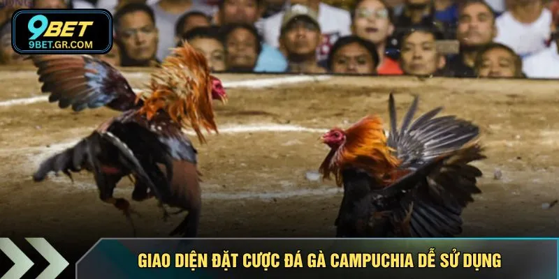 Giao diện đặt cược đá gà campuchia dễ sử dụng
