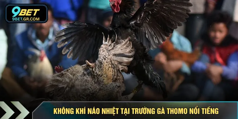 Không khí náo nhiệt tại trường gà Thomo nổi tiếng