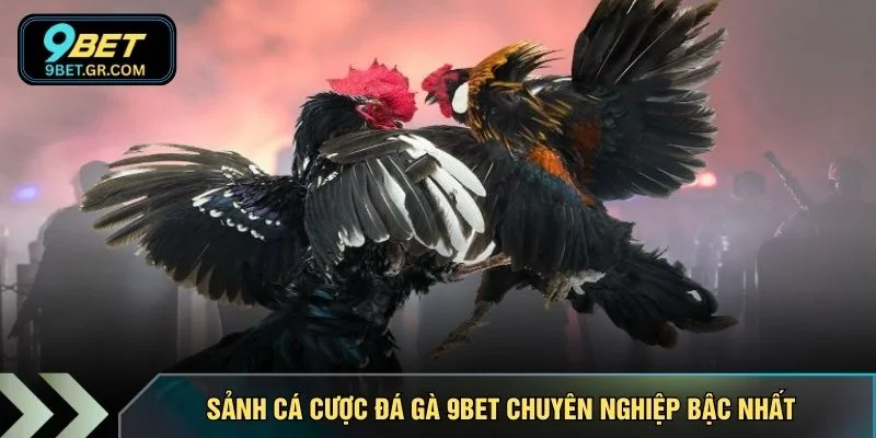 Sảnh cá cược đá gà 9BET chuyên nghiệp bậc nhất